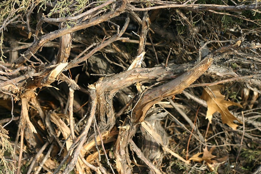 bush, broken, winter, plant, nature, dry, tree, backgrounds HD wallpaper