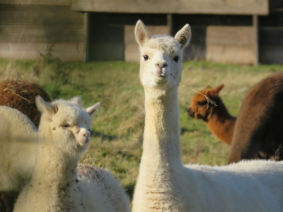 white llamas on green grass field during daytime, shallow focus photography of two llamas HD wallpaper
