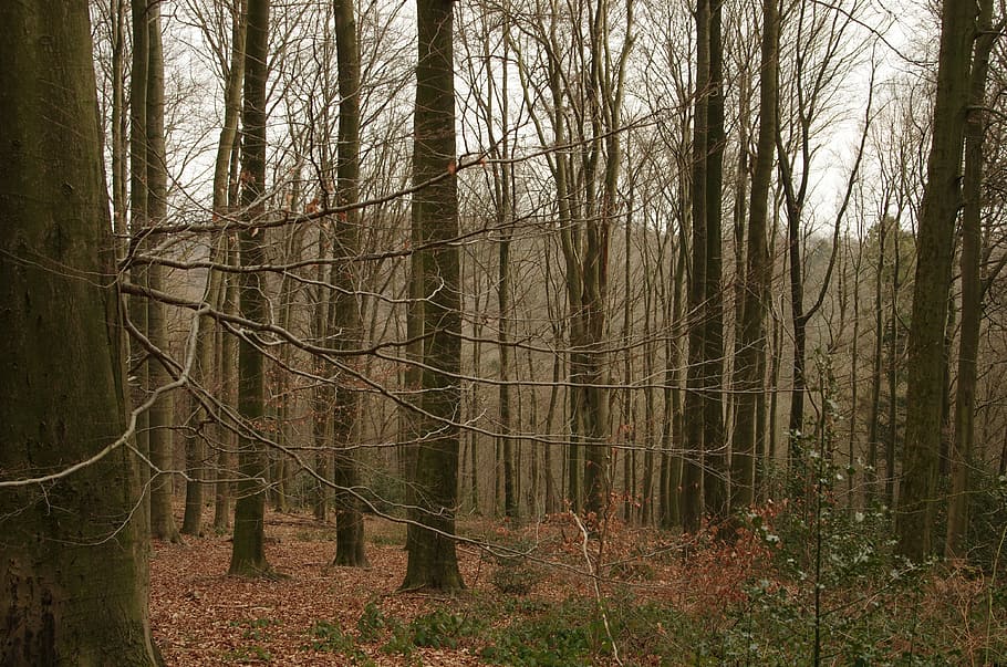 forest, trees, shrubs, land, plant, tree trunk, woodland, tranquility HD wallpaper