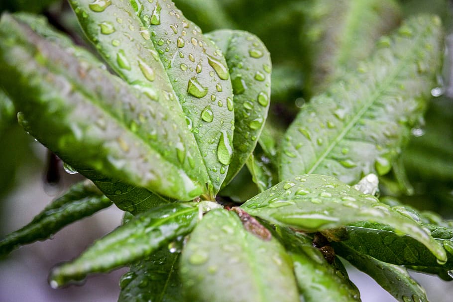 leaf, flora, nature, growth, rain, drop, green color, plant HD wallpaper