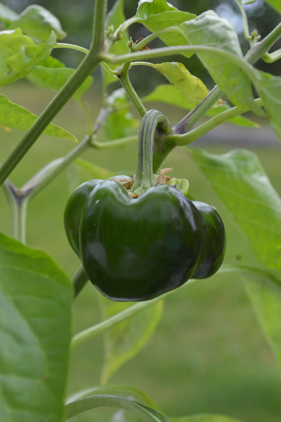 Pepper, Garden, Greenhouse, Vegetable, plant, summer, cultivation, HD wallpaper