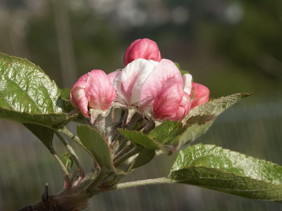 flower, apple, green, macro, leaf, branch, plant, tree, flowering plant HD wallpaper