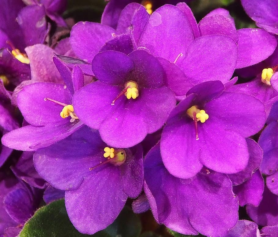 Public Domain. violet, flower sticks, purple, flowers, violet plant, bloom,...
