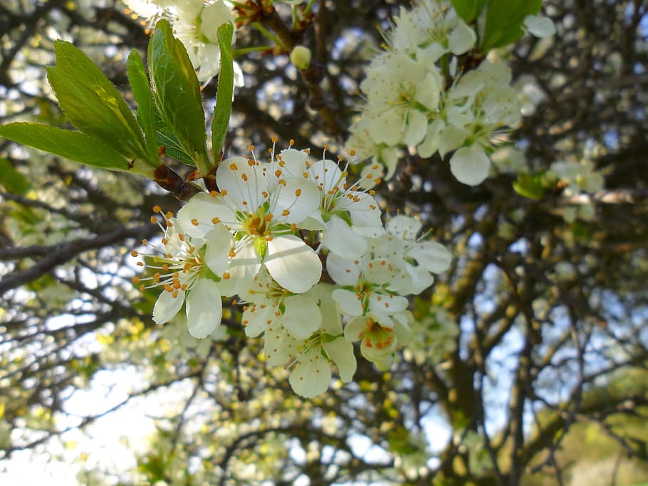 Cherry Blossom, Flowers, Spring, close, tree, nature, branch HD wallpaper