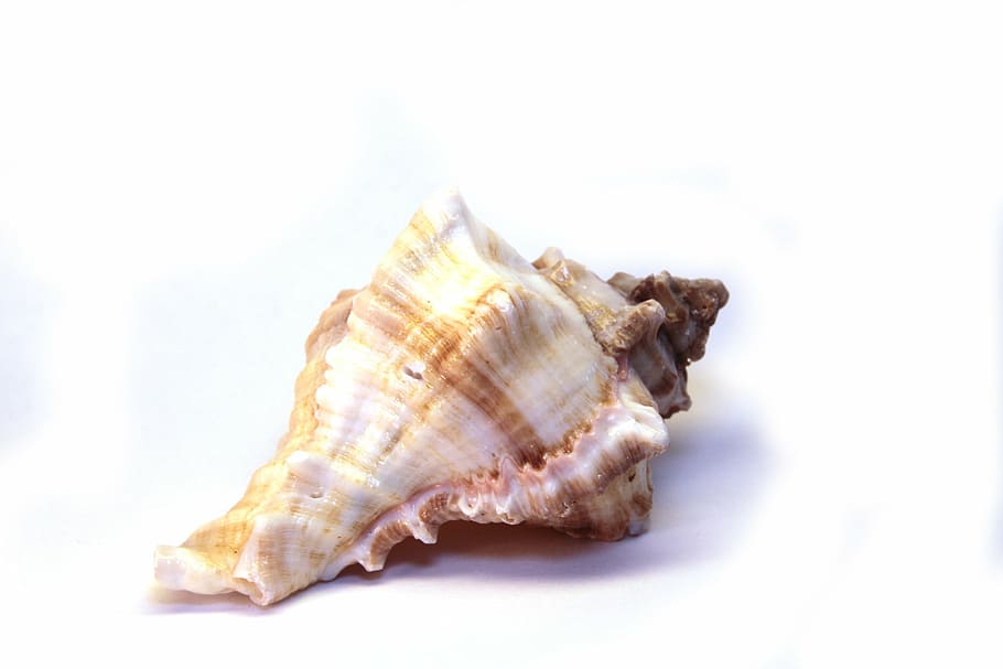 shell, snail, spiral, beautiful, isolated, mussels, brown, white HD wallpaper