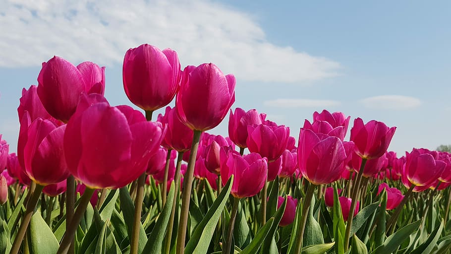 tulips, bulbs, spring, holland, tulip fields, flower, netherlands HD wallpaper