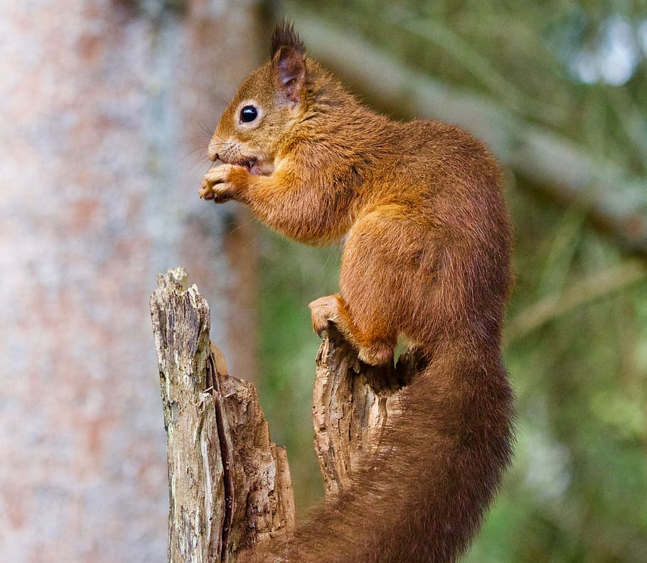 red squirrel on tree branch eating, wildlife, nature, mammal HD wallpaper
