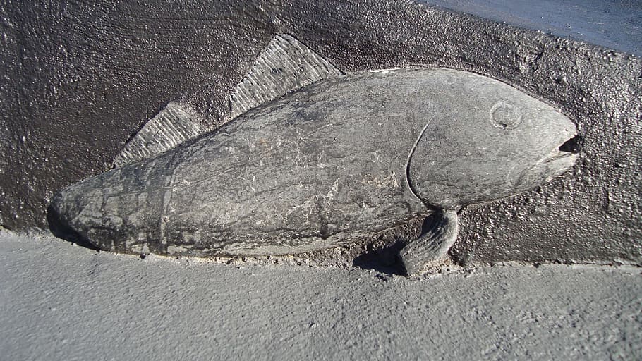 fish, cod, art, stone art, wall art, animal, animal wildlife HD wallpaper
