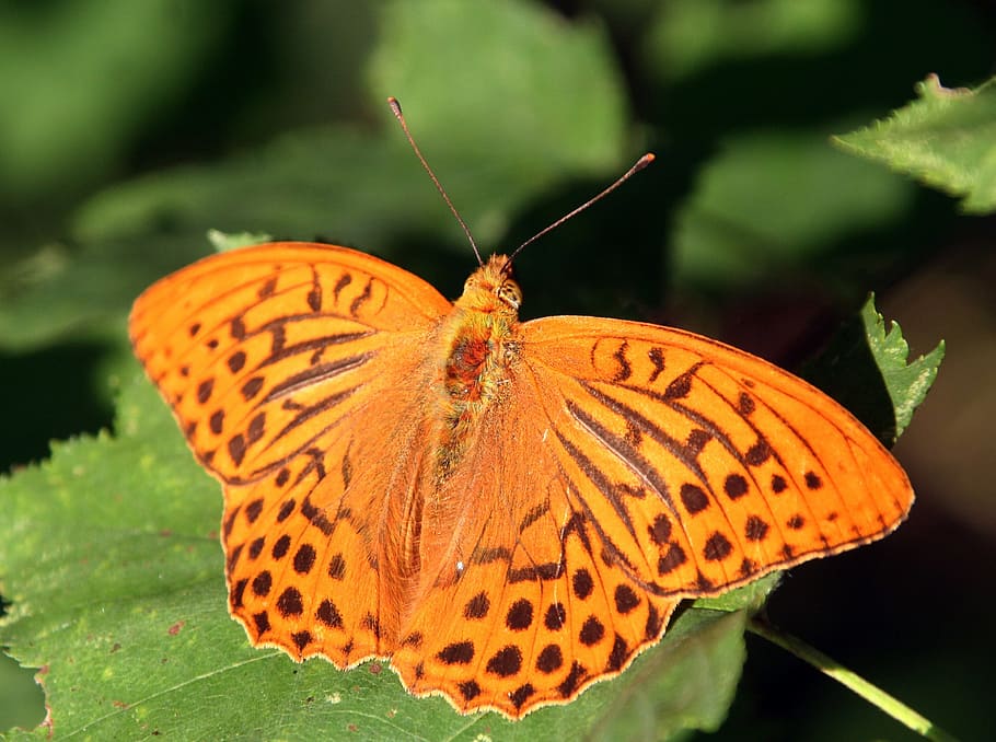 butterfly, insect, wings, macro, nature, garden, leaf, invertebrate HD wallpaper