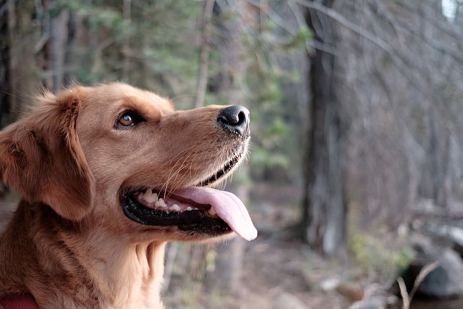 closeup photography of yellow Labrador retriever surrounded trees, golden Labrador retriever in closeup photography HD wallpaper