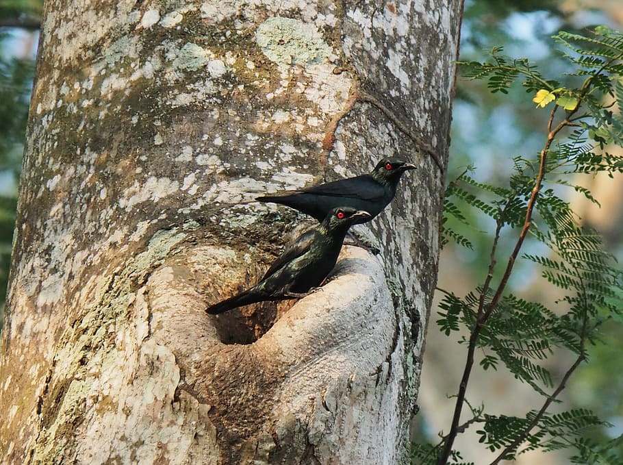 tree, nature, outdoors, bird, wildlife, animal, park, starling HD wallpaper