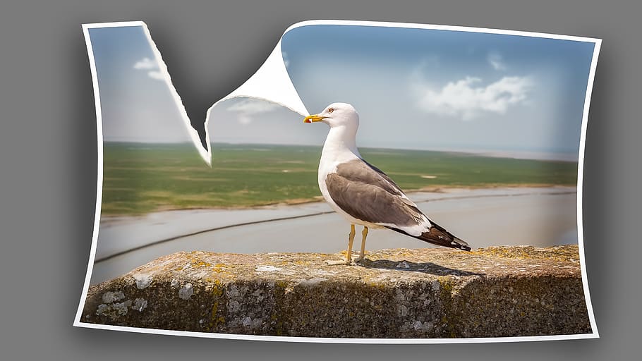 bird, gull, animals, animal themes, animal wildlife, animals in the wild HD wallpaper