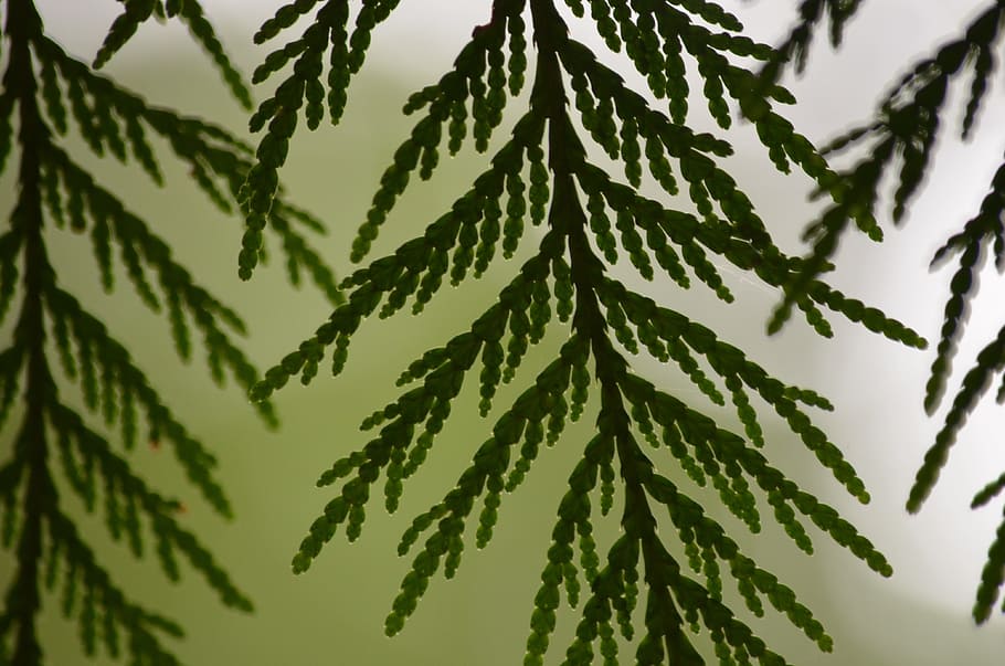 cedar, leaf, leaves, boughs, plant, nature, tree, plant part HD wallpaper