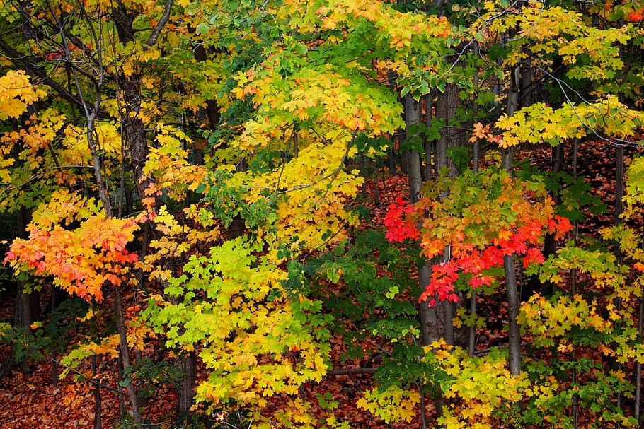 view, autumn, tree, forest, colorful, foliage, nature, autumn leaves HD wallpaper