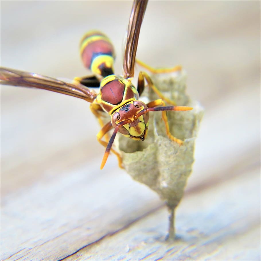 macro, insect, wasp, nature, animal, animal themes, close-up HD wallpaper