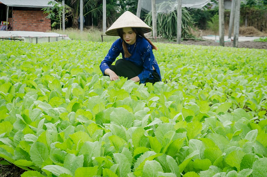 girl, farmer, the cultivation, clean vegetables, reform, plant