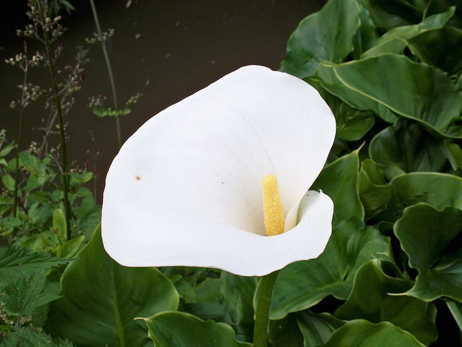 zantedeschia, lily, white, flower, arum, green leaves, close-up, HD wallpaper