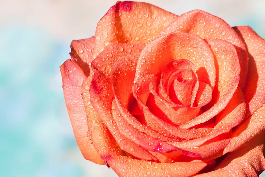 shallow focus photography of rose, composites, blossom, bloom HD wallpaper