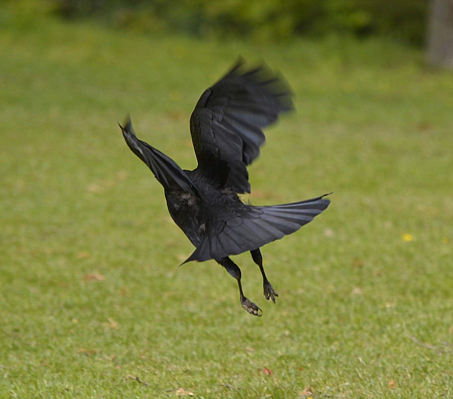 Flight, Jackdaw, Bird, Black, Raven, raven bird, nature, songbird species HD wallpaper