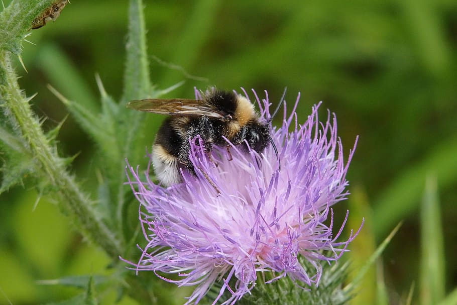hummel, thistle, blossom, bloom, pollen, nectar, flower, close HD wallpaper