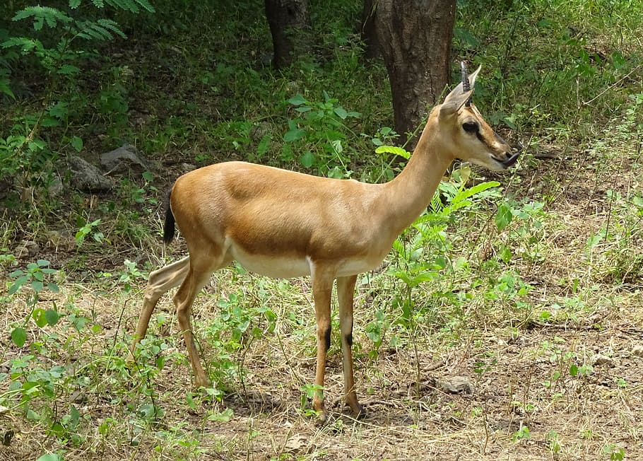 chinkara, gazella bennettii, indian gazelle, ravine deer, gujarat chinkara, HD wallpaper