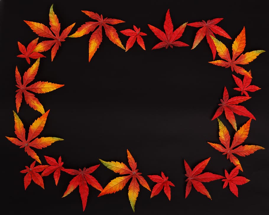 orange maple leaf artwork, Autumn, Background, Dark, Frame HD wallpaper