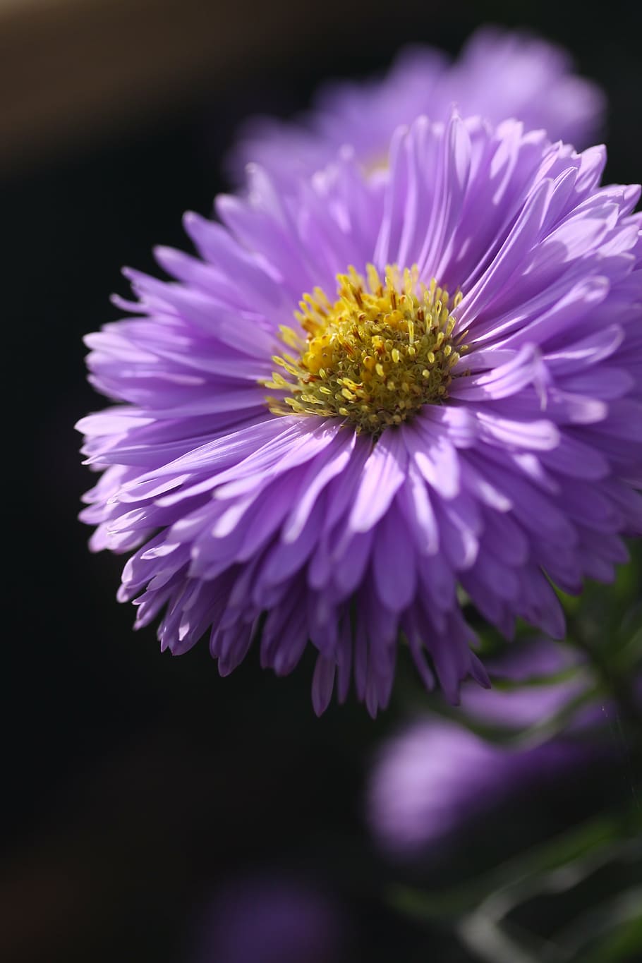 Page 2 | purple aster 1080P, 2K, 4K, 5K HD wallpapers free download