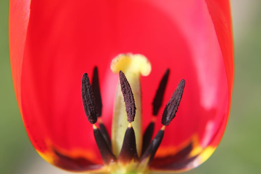 red, tulip, light, sun, flower, color, pollen, nature, plant HD wallpaper