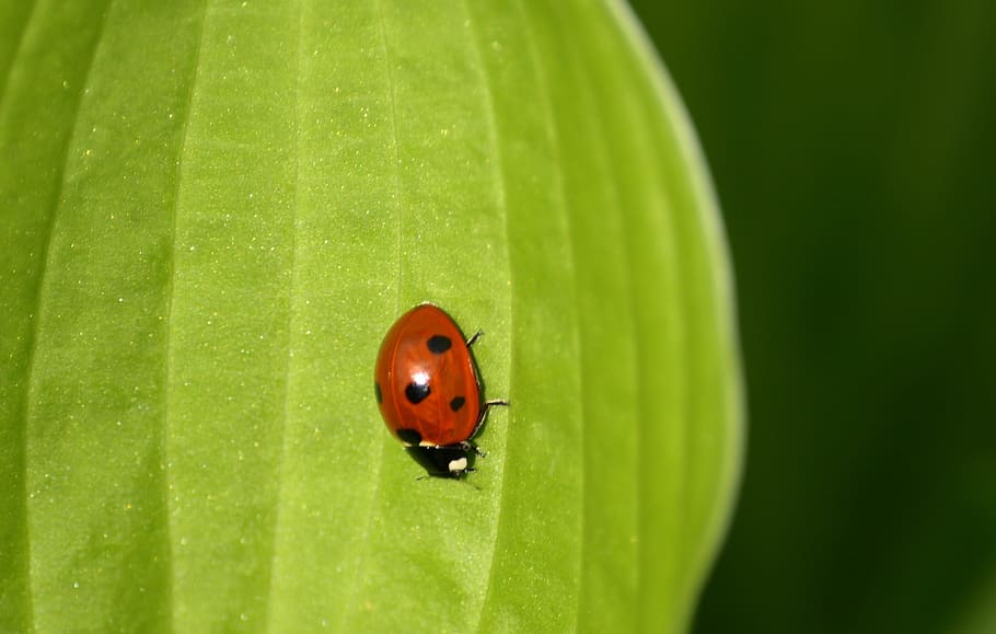Ladybug, Beetle, Luck, siebenpunkt, lucky charm, close, nature HD wallpaper