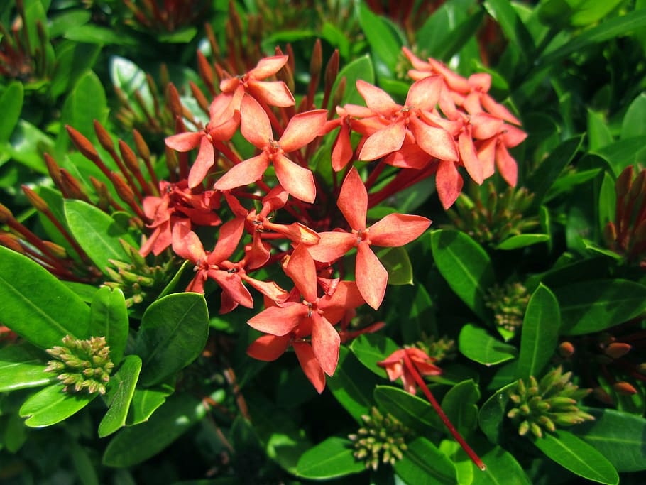 flowers, red, nature, macro, red flowers, garden, buds, green HD wallpaper