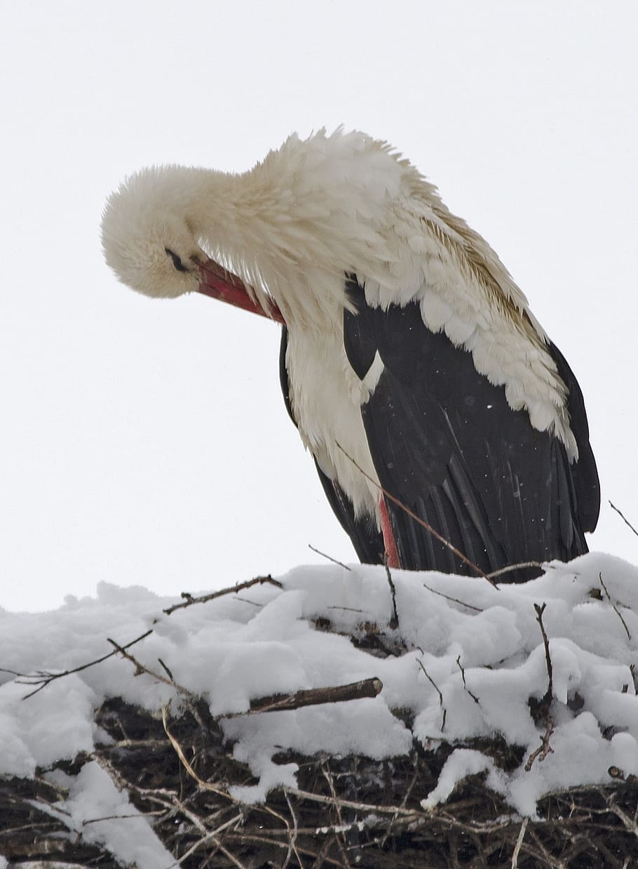 stork, snow, cold, winter, spring, migrate, ice, animal, bird, HD wallpaper
