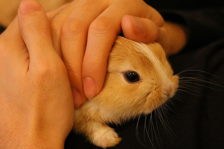 rabbit, hand, cute, sleep, human hand, human body part, mammal HD wallpaper
