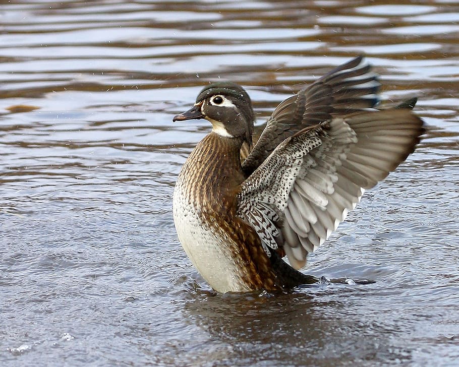 brown and gray duck wiggle its wings in middle of water body, HD wallpaper