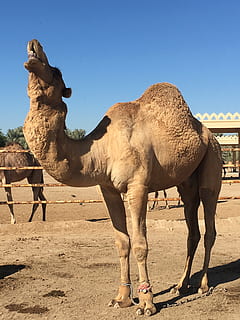 camel, bahrain, desert, animal, animal themes, mammal, sunlight HD wallpaper