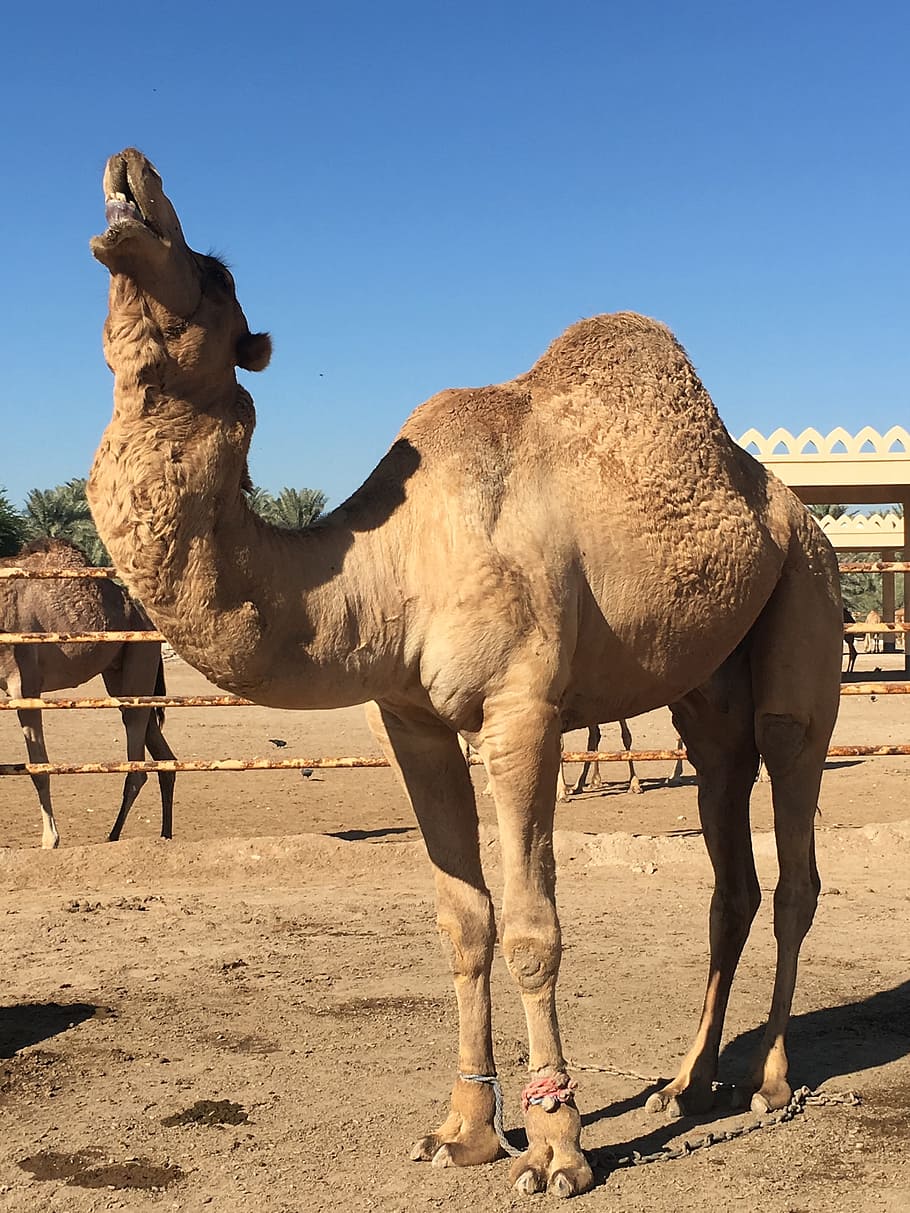 camel, bahrain, desert, animal, animal themes, mammal, sunlight, HD wallpaper