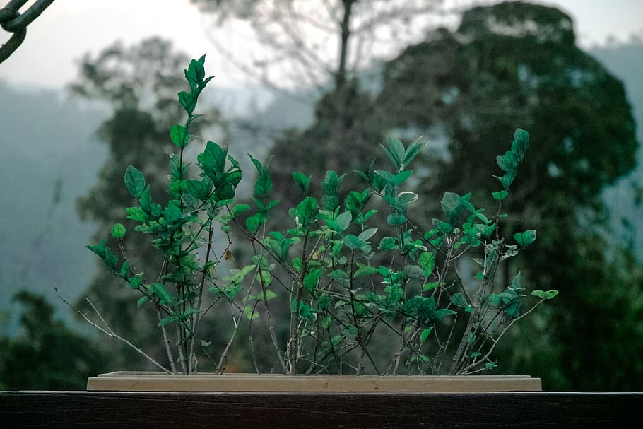 wood, landscape, nature, garden, blur, branches, chain, close-up HD wallpaper
