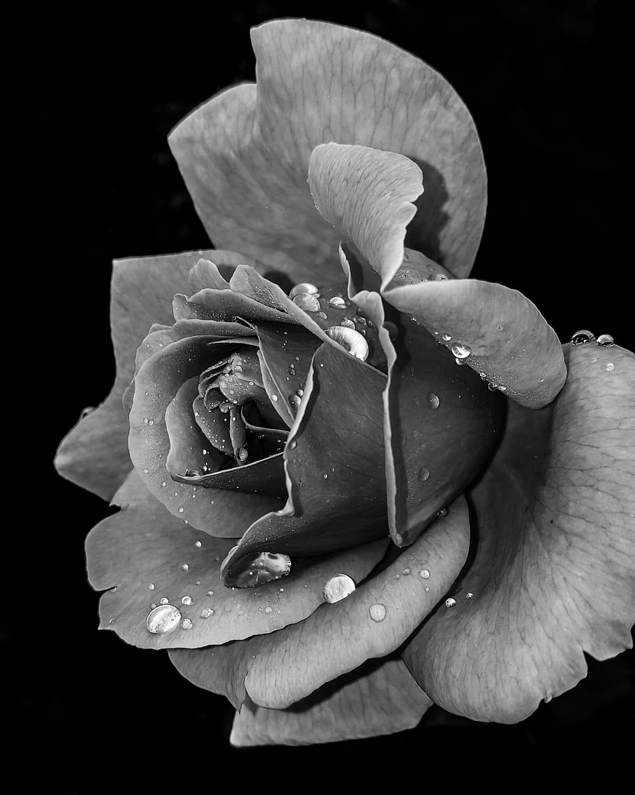 Black and White Rose, grayscale photo of rose, flower, water doplet