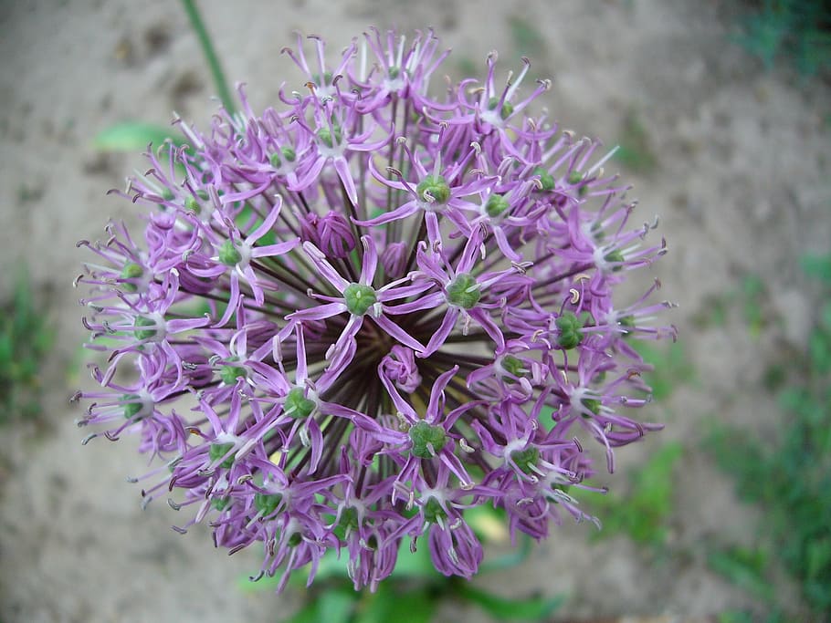 purple, flower, garden, spring, nature, plant, close-up, flowering plant HD wallpaper