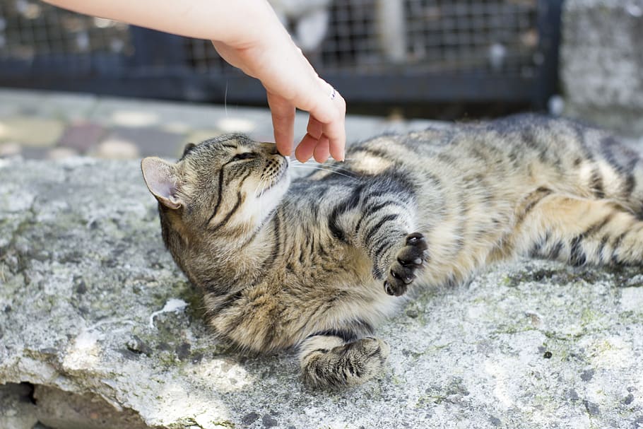 cat, pet, cat looking, fluffy cat, grey cat, mammal, human hand HD wallpaper