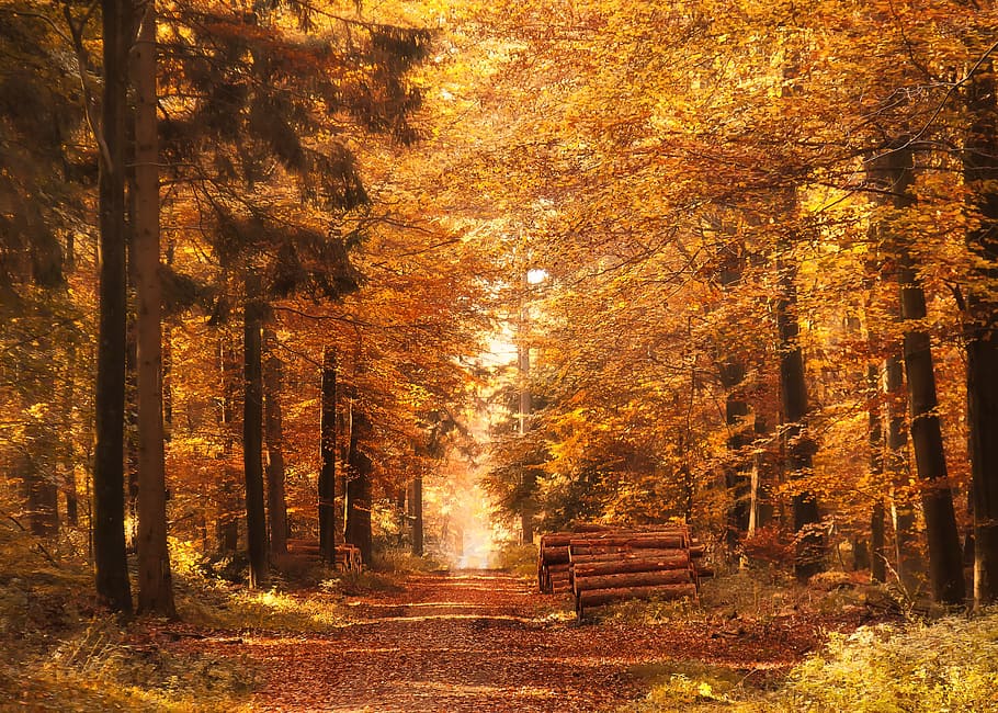 forest with autumn leaves, forest path, fall leaves, mood, landscape HD wallpaper