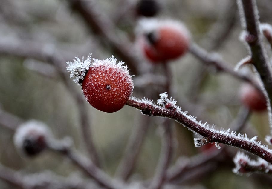 Frost, Rose Hip, Winter, Cold, winter magic, eiskristalle, hoarfrost HD wallpaper