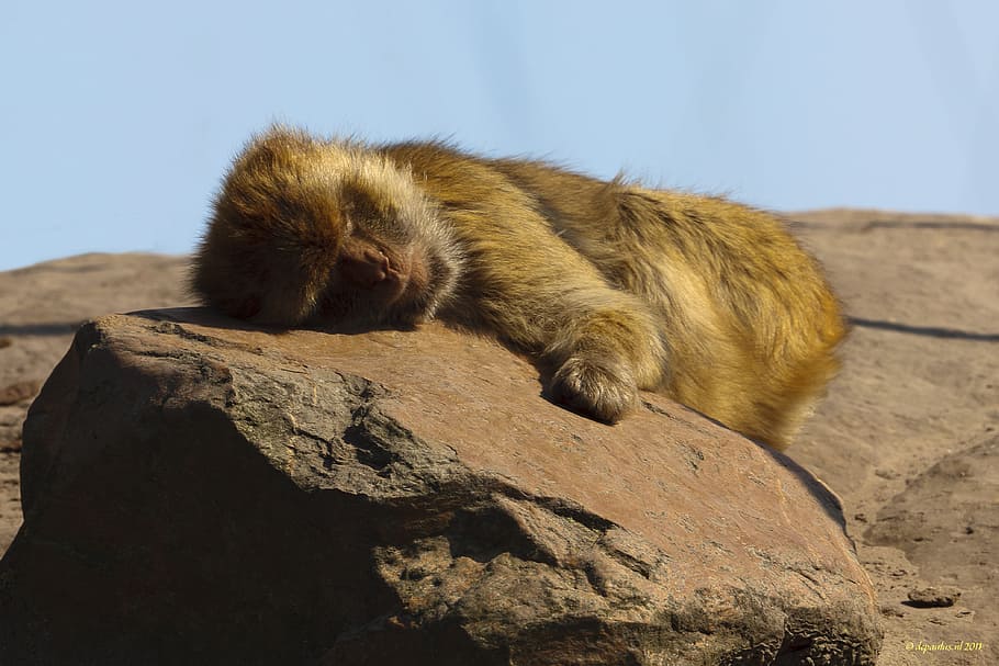 Zoo, Monkey, Sleep, Wild, Animals, nature, mammal, wildlife HD wallpaper