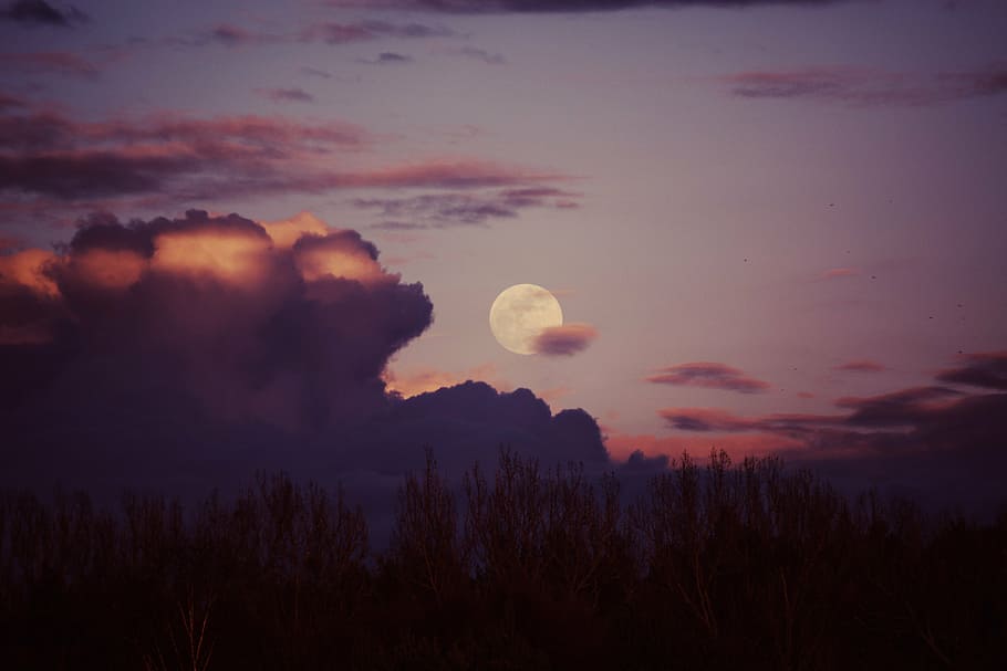silhouette of trees under cloudy sky, sunset, view, moon, dusk HD wallpaper