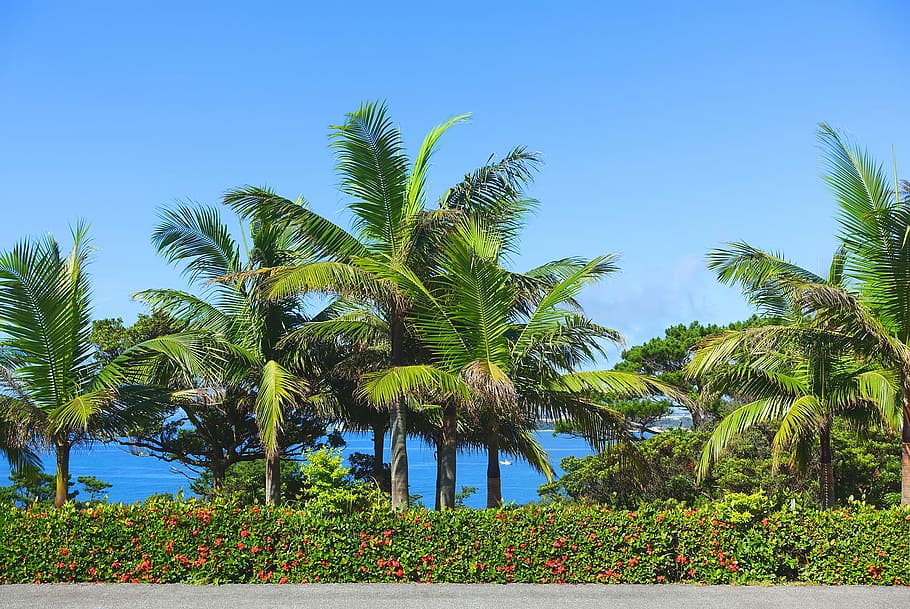 palm trees and plant wall at daytime, tropical Climate, blue HD wallpaper