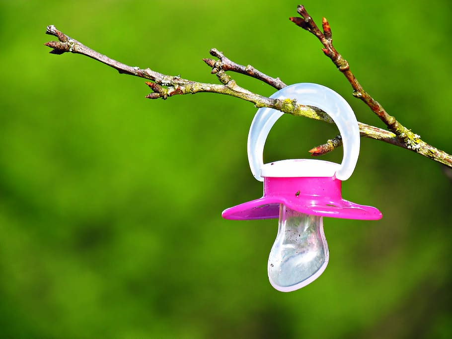 pink pacifier hanging on stem, Tree, Suspended, Branch, Child HD wallpaper