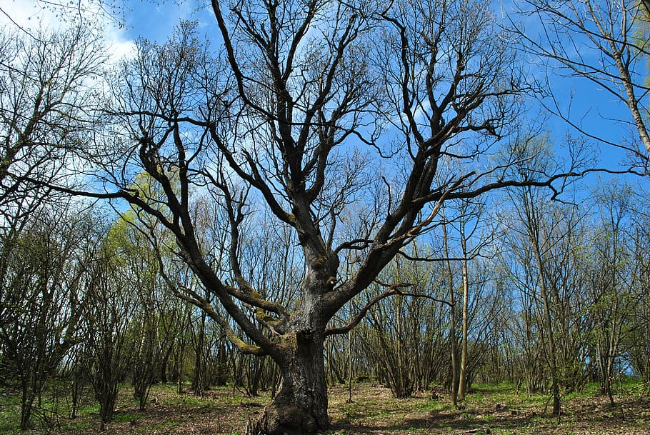 tree, country, priroda, nature, forest, branch, outdoors, plant HD wallpaper