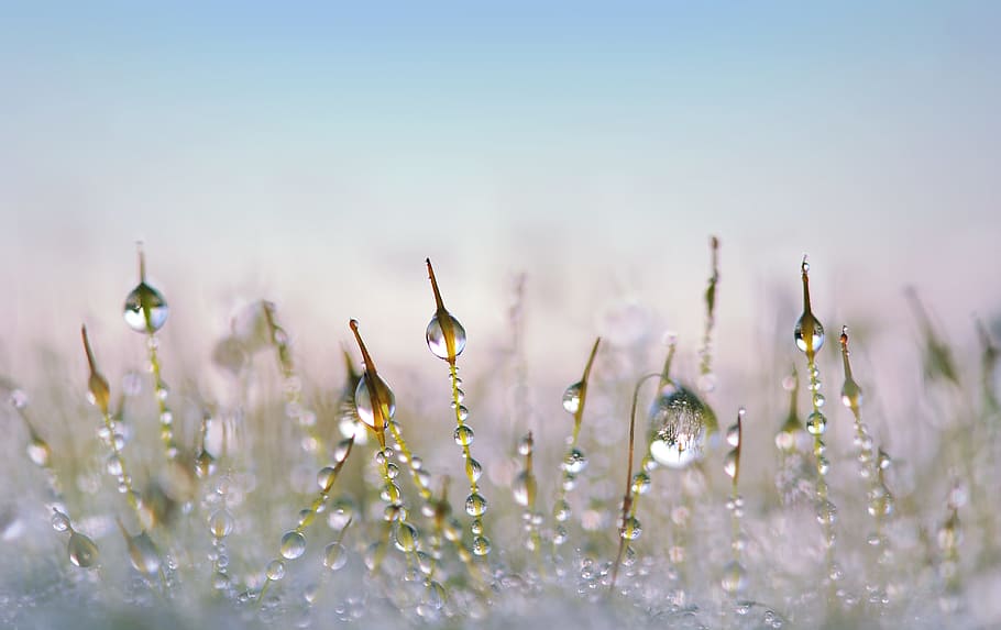 water droplets on leaf, moss, drip, close, tender, garden, mirroring HD wallpaper