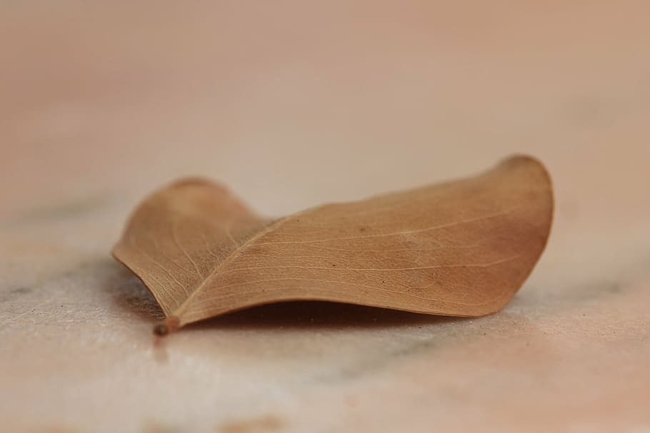 leaf, brown, macro, nature, autumn, fall, season, maple, foliage HD wallpaper