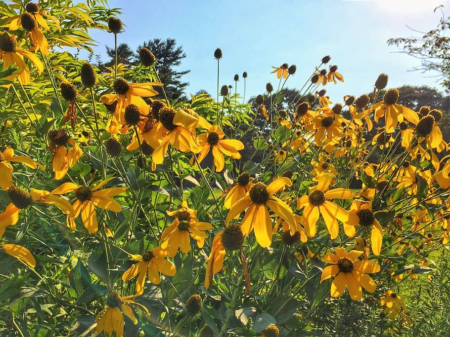 Flowers in Sun, bloom, blue sky, clouds, leaves, sunlight, yellow HD wallpaper