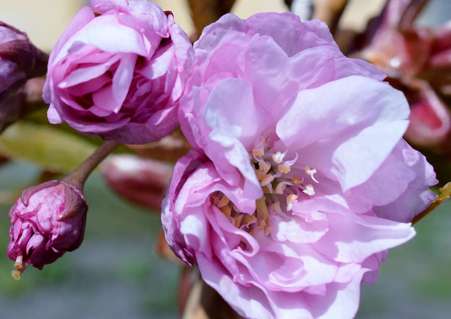 flower, sakura, pink, flowering plant, beauty in nature, freshness HD wallpaper
